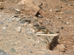 27915 Sitting Barbary Ground Squirrel.jpg